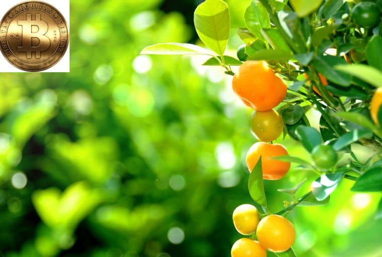 The Low Hanging Fruit of Bitcoin Adoption