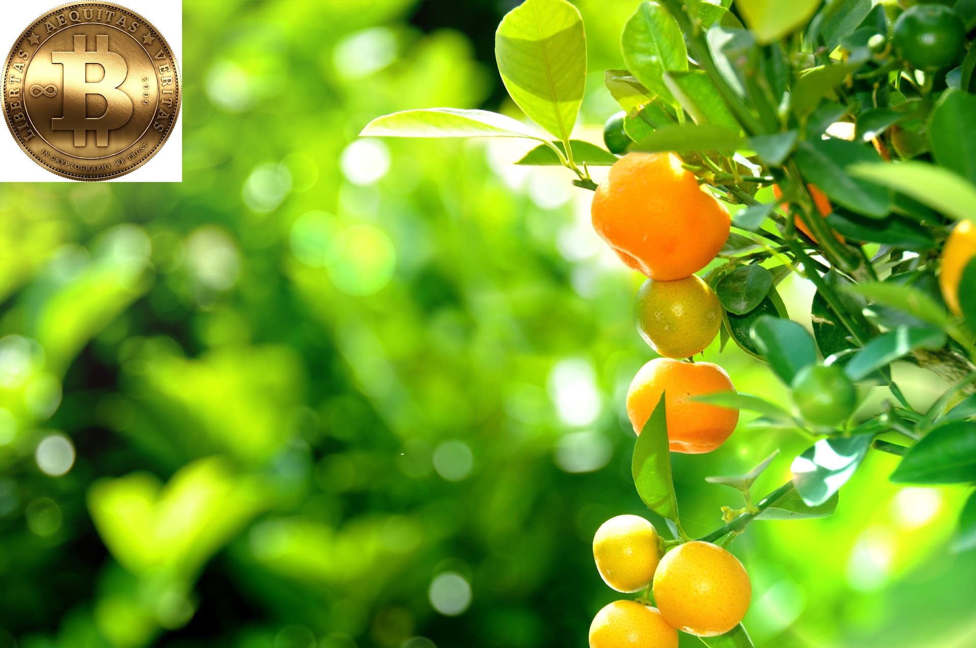 The Low Hanging Fruit of Bitcoin Adoption