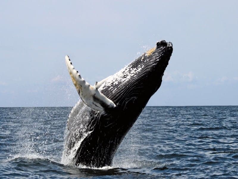 OTC Trading: An Inside Look at How Whales Move Bitcoin