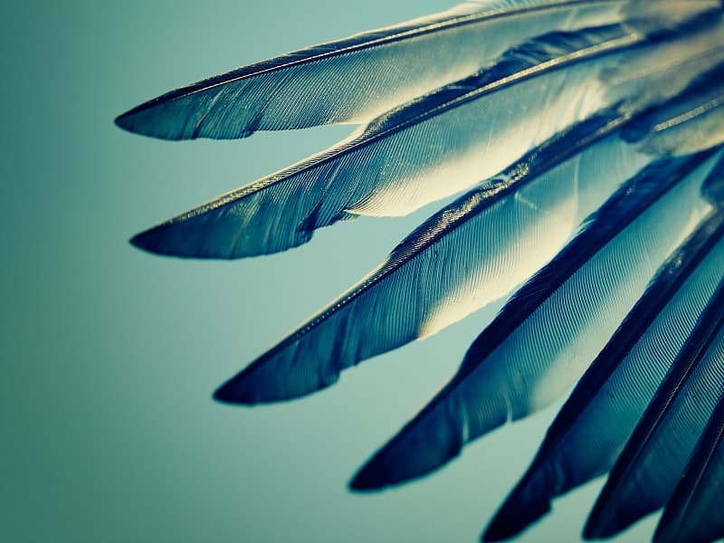 WINGS: The New DAO on the Block Says it Won't Fail Like Slock.it