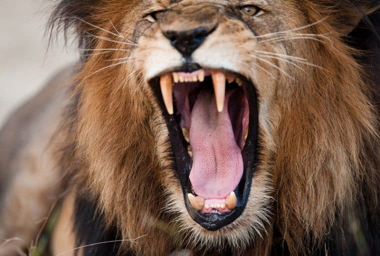 Brave Browser Finally Unleashes Bitcoin Micropayments