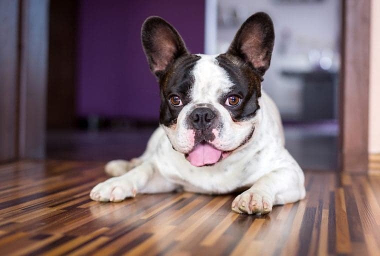 Bitwala Releases Pioneering 'Siri For Bitcoin' Lolabot