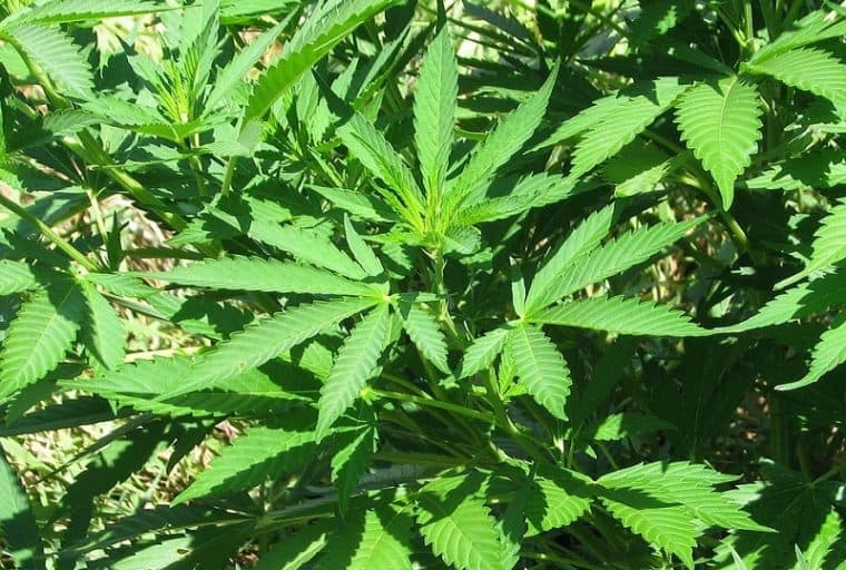 Bitcoin Can Be a Blessing for the Legal Pot Business