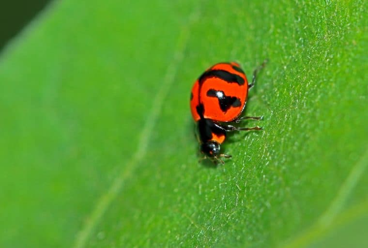 Unlimited Hashrate Increase as Remote Crash Bug Was Reported, Exploited and Fixed in Bitcoin Speed