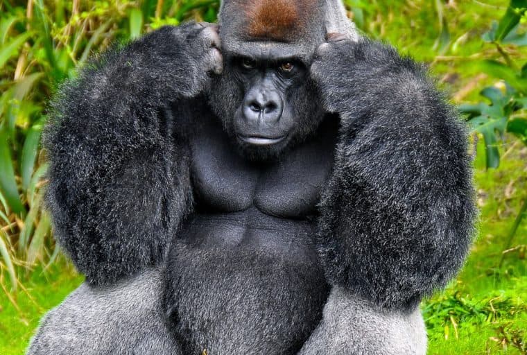 Swiss National Bank Chairman on Crypto: "Central Banks Are Working on This Very Intensively"