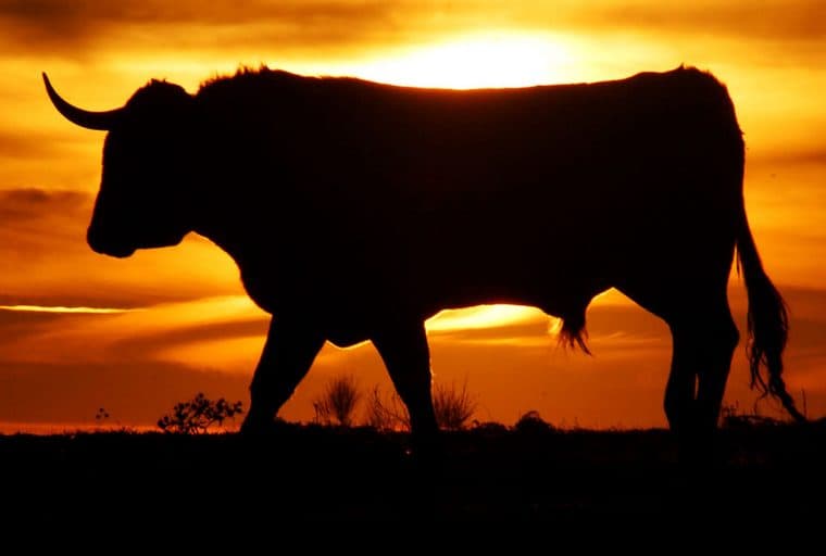 Markets Update: Bitcoin Bulls Push the Price Above $8600