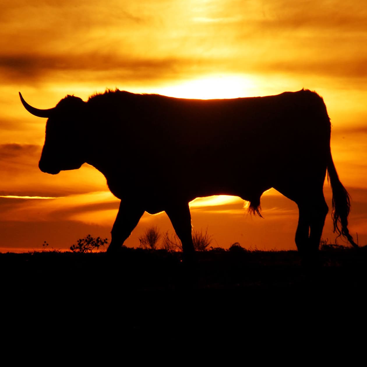 Markets Update: Bitcoin Bulls Push the Price Above $8600