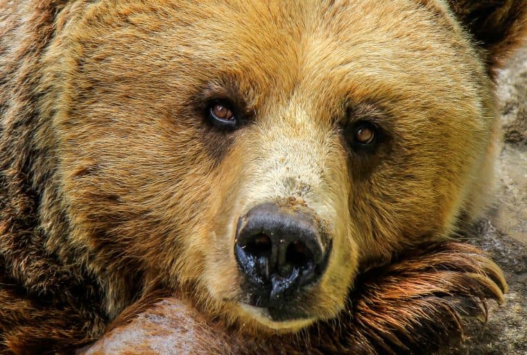 Bitcoin Bears Get Boost with Swiss Short Notes Offering Limited Loss Potential