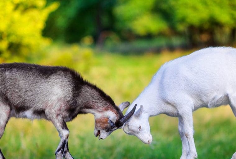 Bitfinex Slaps a Lawsuit on Its Nemesis as the Tether Squabble Gets Ugly