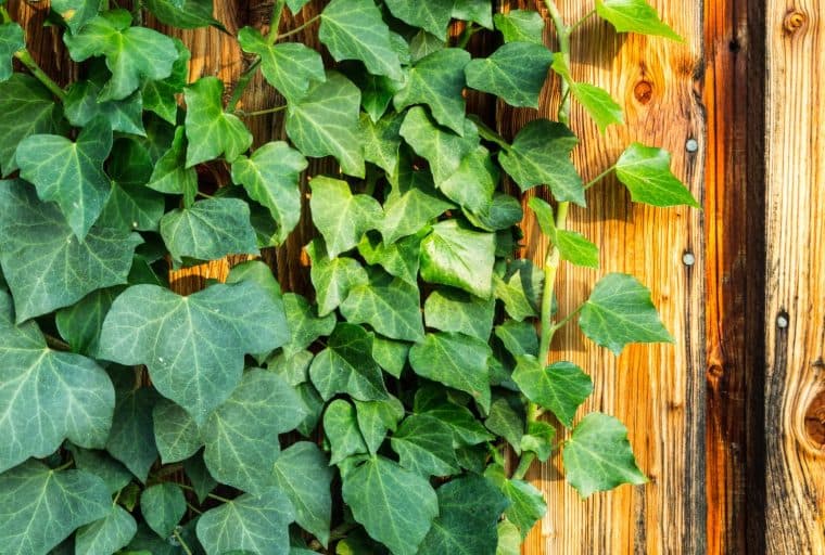 New Chain Platform Ivy Brings Smart Contracts to Bitcoin