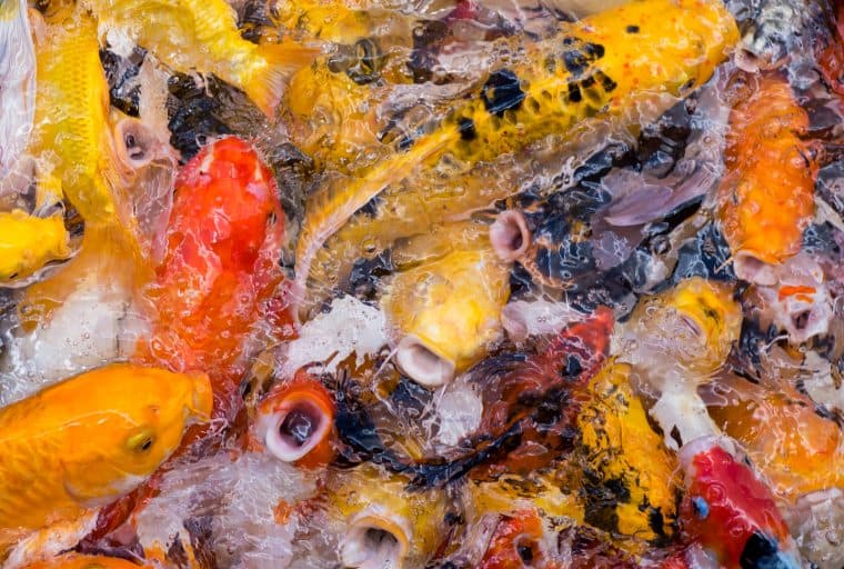 Ethereum Network Congestion Forces Exchanges to Halt Withdrawals