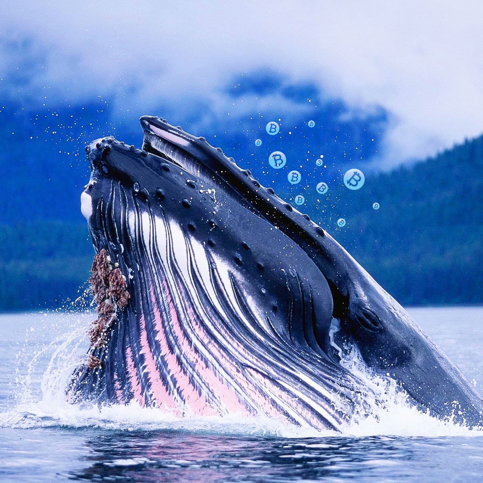 The 65 Percent Price Dip Has Made 'Bitcoin Whales' A lot More BTC