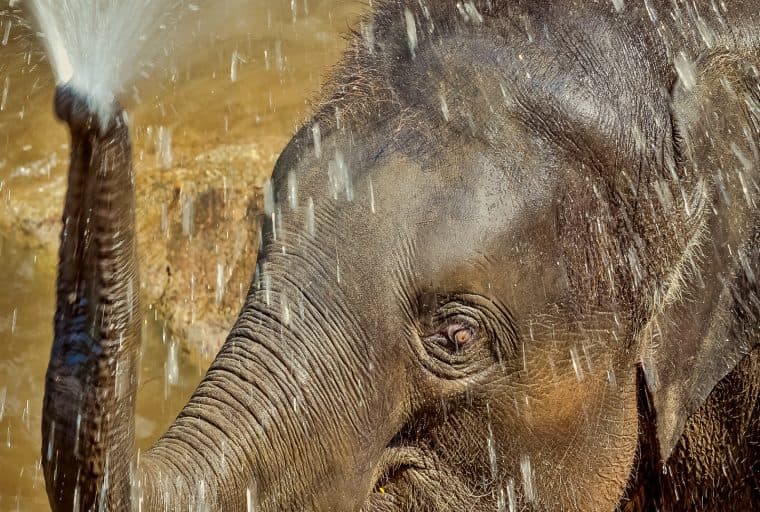 Bittorrent Client Joystream Aims to Go Live on Bitcoin Cash Mainnet