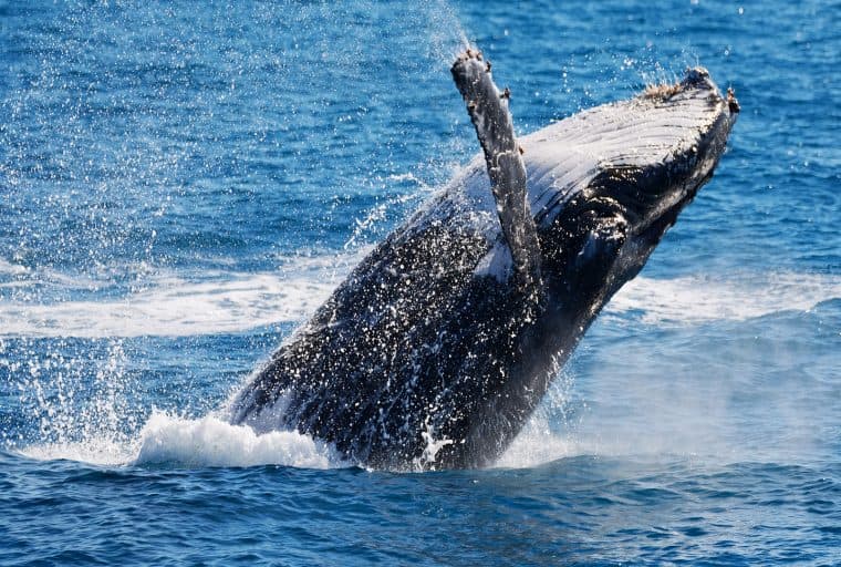 The 'Mt Gox Whale' Explains His Crypto-Selling Strategy