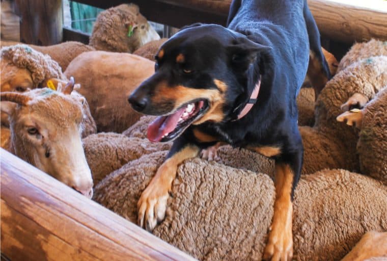 SEC Subpoenas Shepherd ICOs Towards A+ Regulation