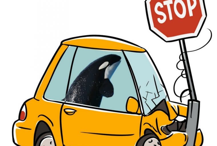 Ethereum’s ICO Whales Can Crash the Market at Any Time