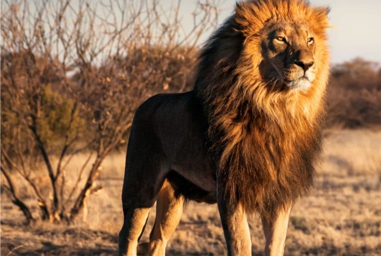 Paxful’s P2P Market Reaches $40 Million in Monthly Bitcoin Volume in Africa