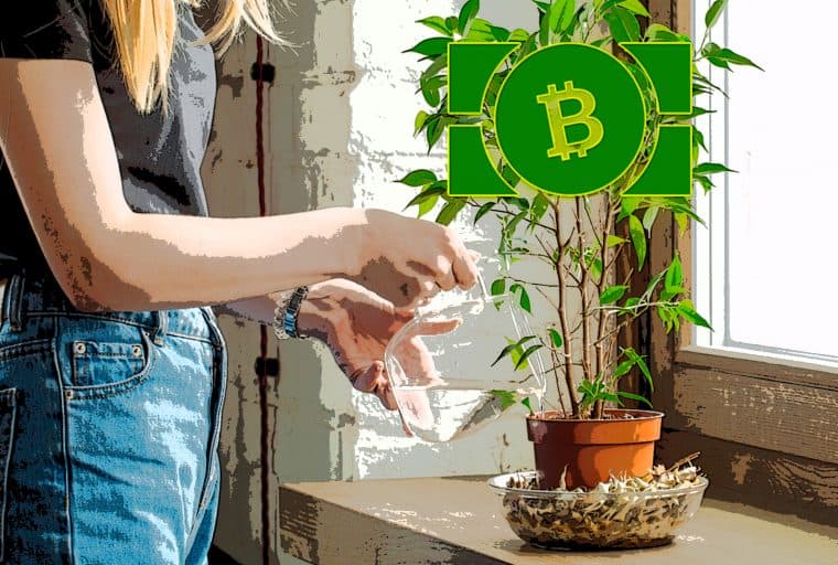 Spring Sees Bitcoin Cash Adoption Rise