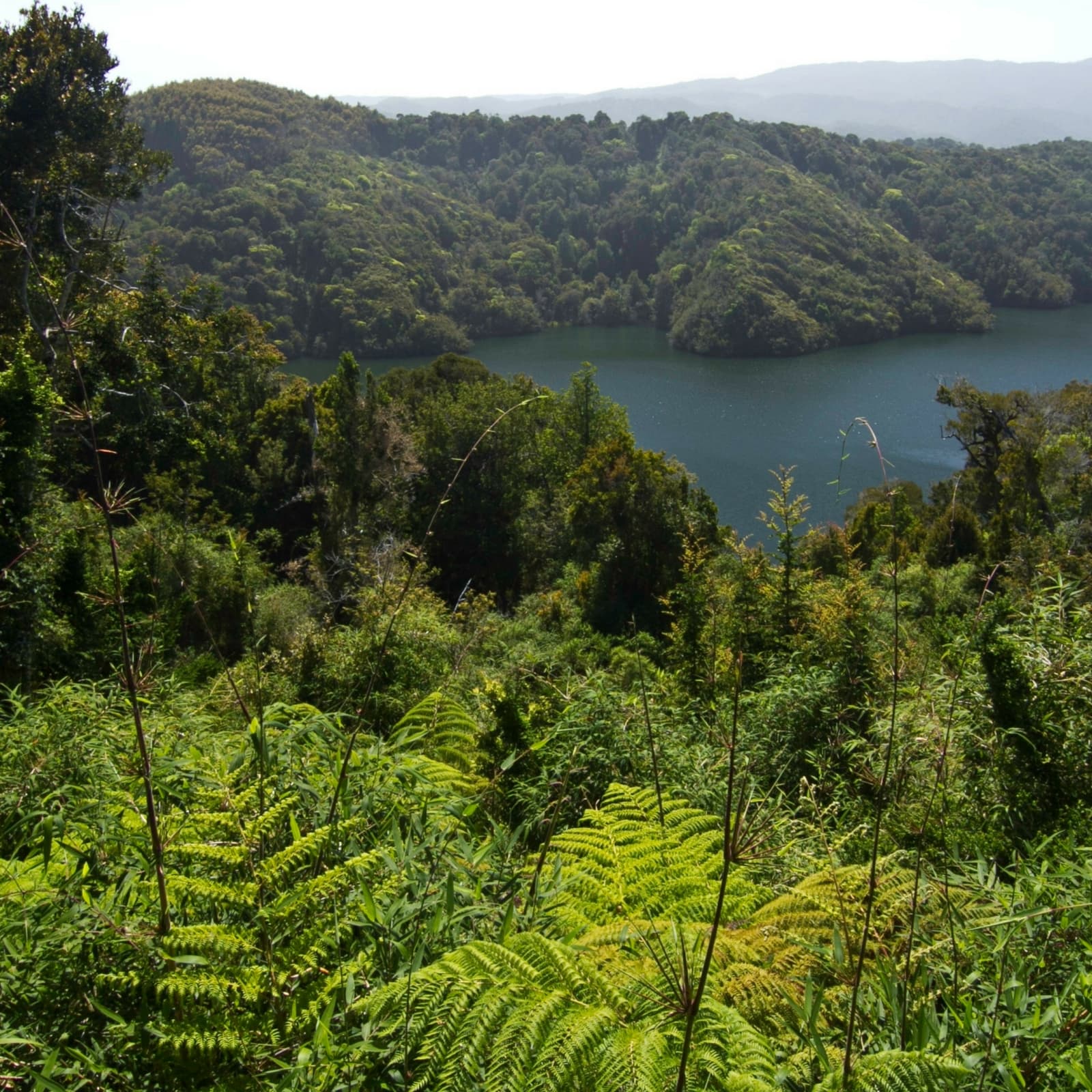 Microsociety Fort Galt in Chile Uses Bitcoin to Build Anew