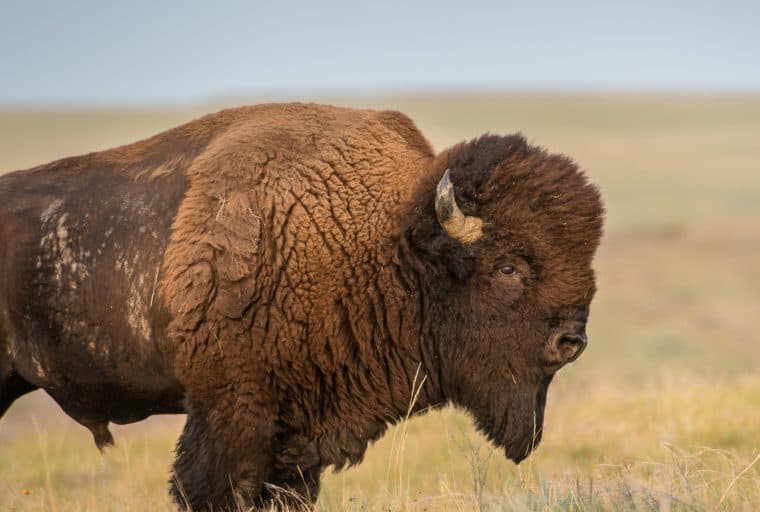 German Stock Exchange Subsidiary Announces Crypto Trading App Bison