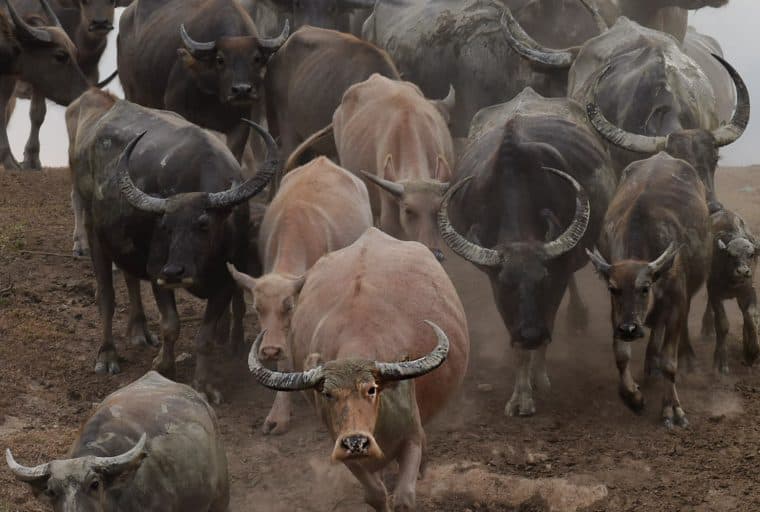 The Weekly: Muskbots Blocked, US Candidate Accepts Bitcoin, Herd of Institutional Investors