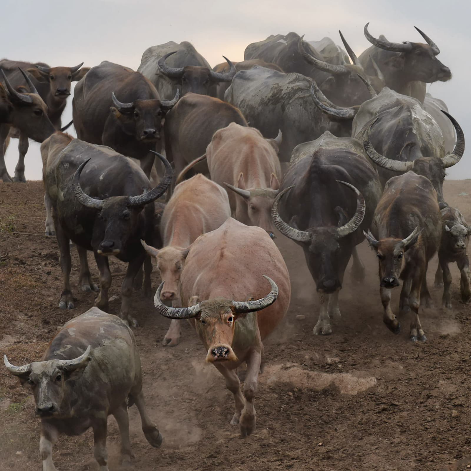 The Weekly: Muskbots Blocked, US Candidate Accepts Bitcoin, Herd of Institutional Investors