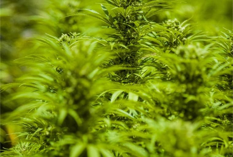 Largest Cannabis Community Market in Israel to Accept Bitcoin Payments