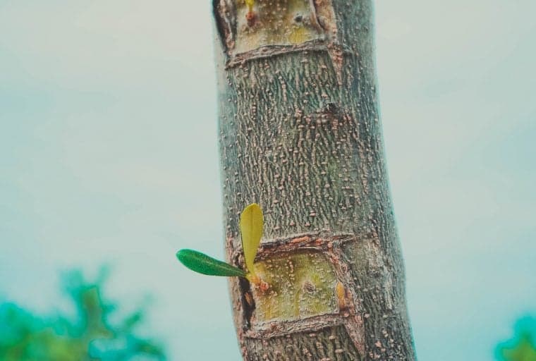 RSK Labs Launches Decentralized App Infrastructure Service