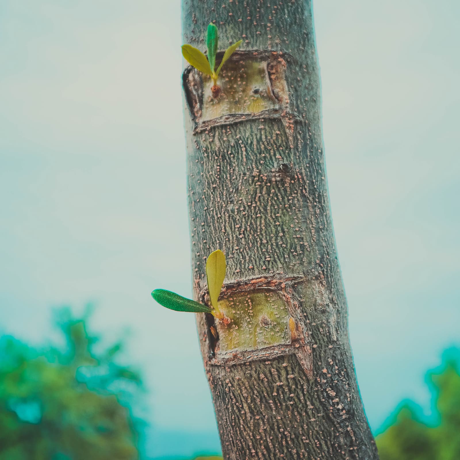 RSK Labs Launches Decentralized App Infrastructure Service