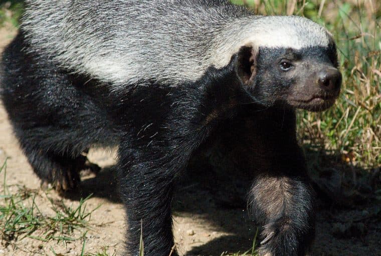 Bitcoin Cash Developers Launch Chrome Extension Badgerwallet.cash