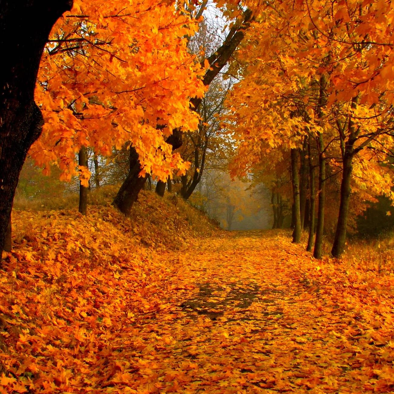 Free Keene Activists Launch Bitcoin Embassy New Hampshire