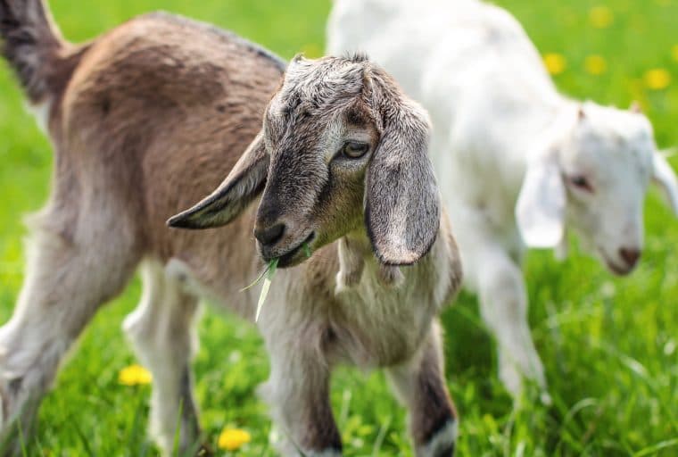 Feed 7 Different Species at the River Forest Farm’s 'Bitcoin Cash Zoo'