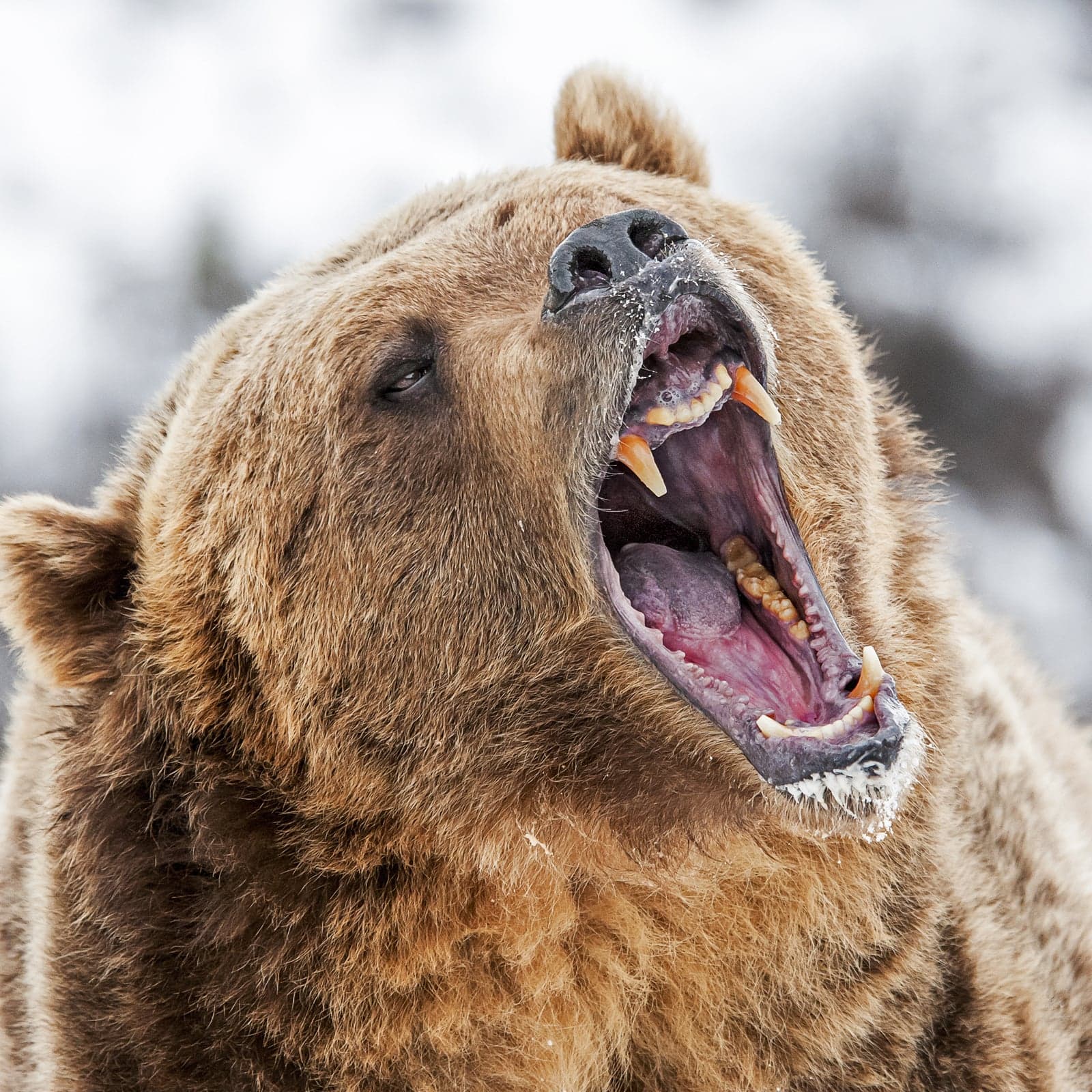 Markets Update: Bears Continue to Drag Cryptocurrency Prices Down