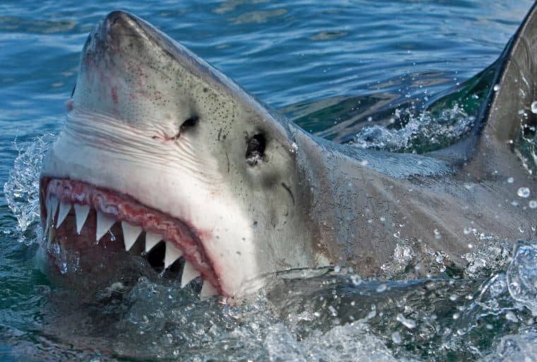 Only Sharks Will Feed on the Crypto Market's Elusive Price Bottom