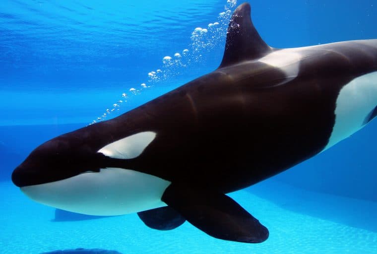 Orca Pool Mining Operation Aims to Defend Altcoins and Forks From Attacks