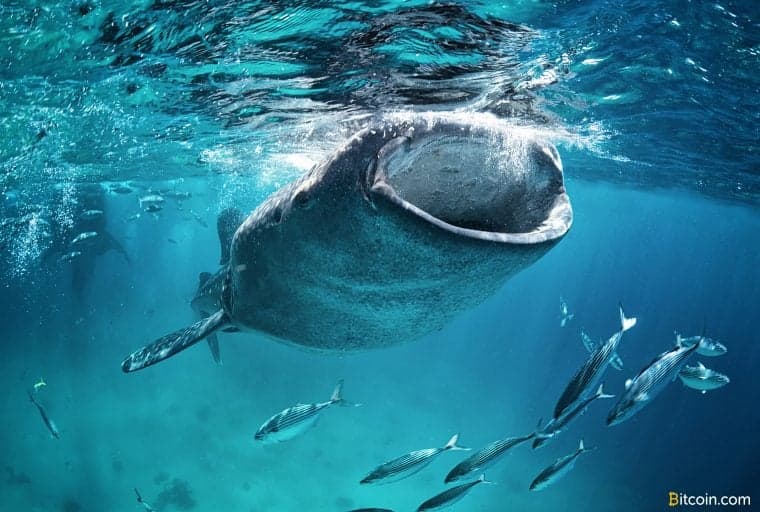 Bitcoin Whales Have Accumulated Thousands of Coins in the Last 2 Months