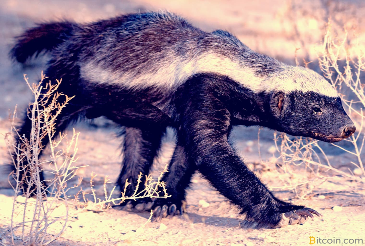 BCH-Powered Badger Wallet Now Connects to a Variety of Blockchain Apps