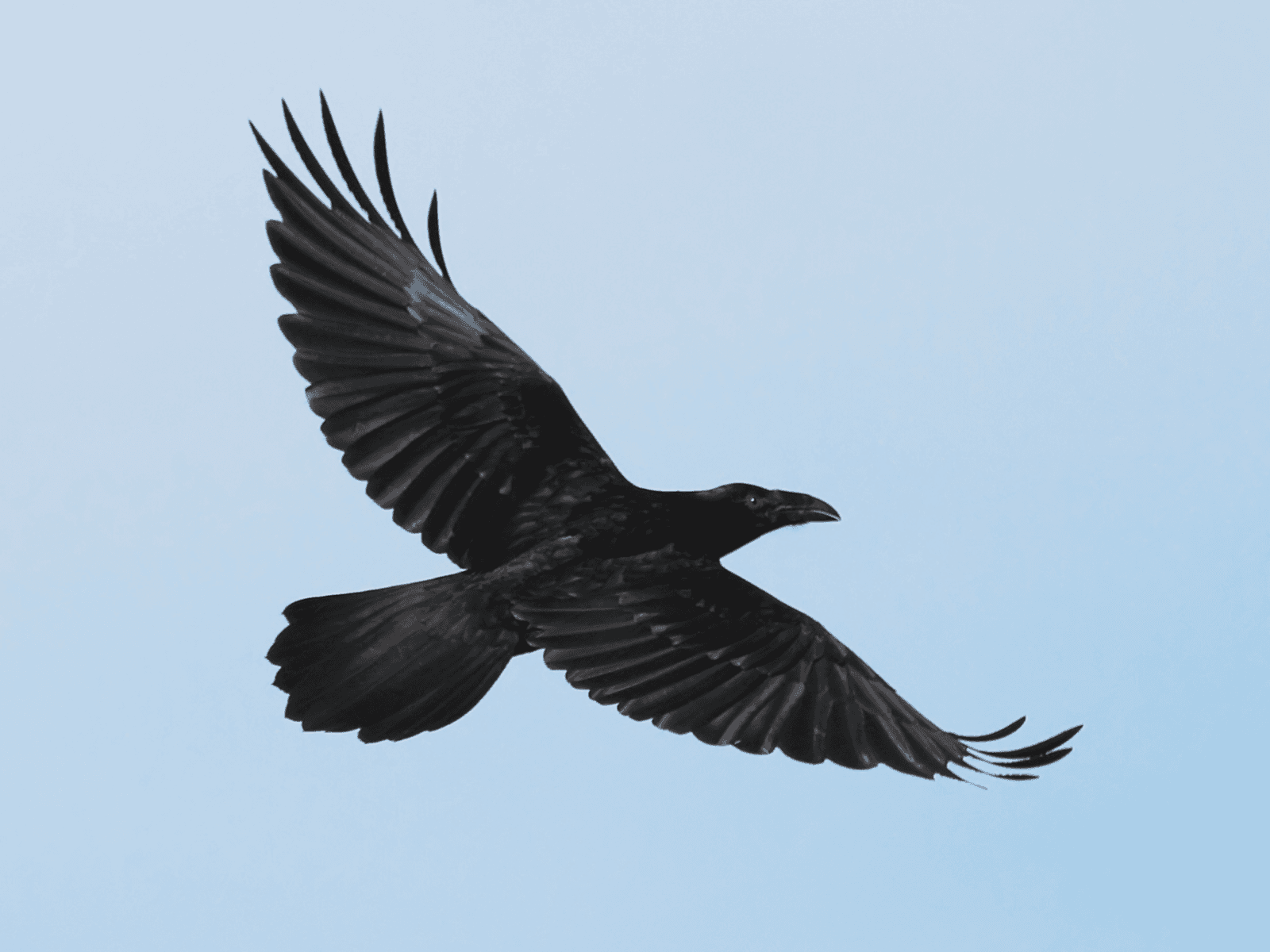 Markets Update: Top Cryptos Reclaim Support as RVN Rallies