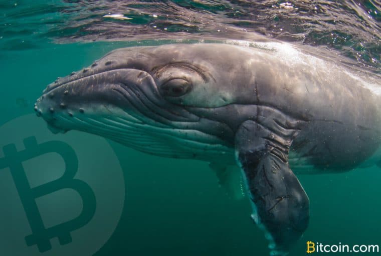 Whale Watch: Large Bitcoin Cash Holders Accumulate 1 Million BCH Since February