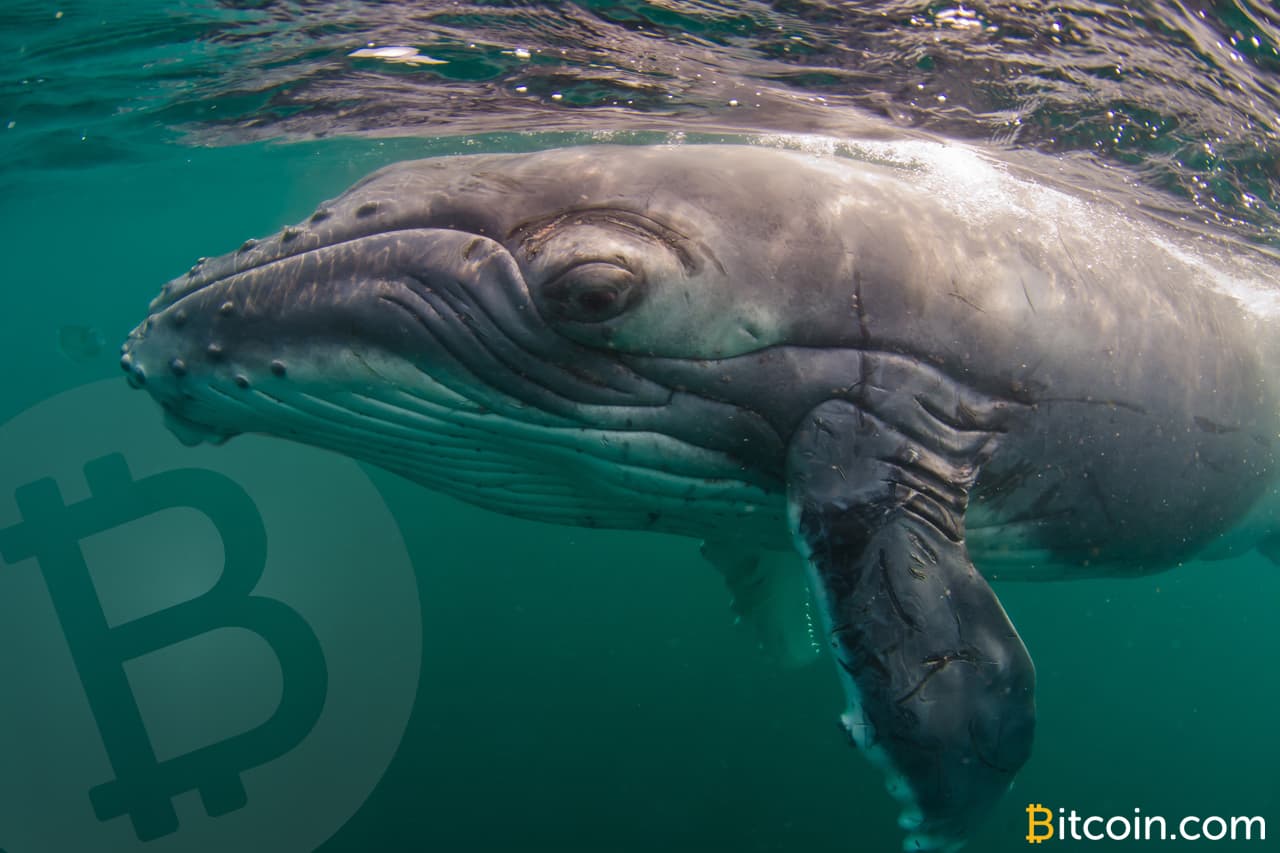 Whale Watch: Large Bitcoin Cash Holders Accumulate 1 Million BCH Since February