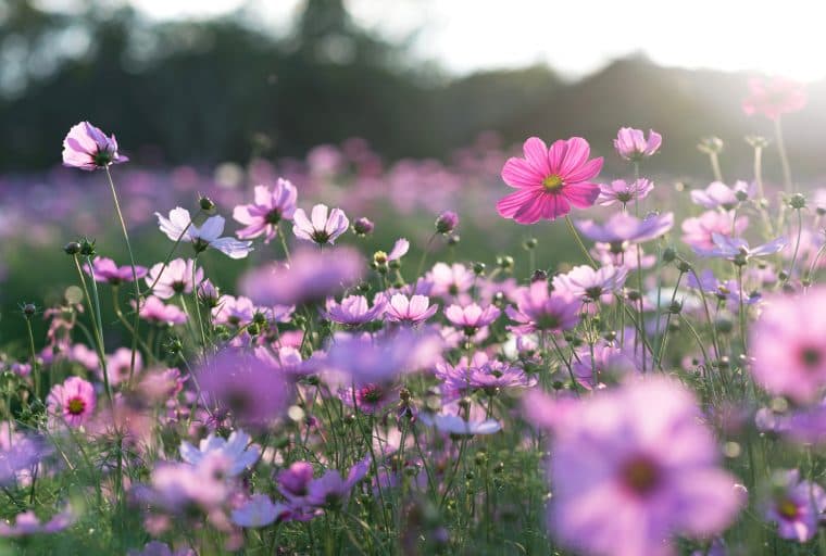 SLP Token Ecosystem Built on Bitcoin Cash Continues to Blossom