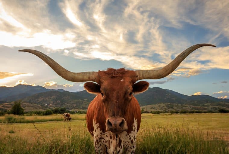 Bitmain Aims to Build a 300MW Texas Mining Farm