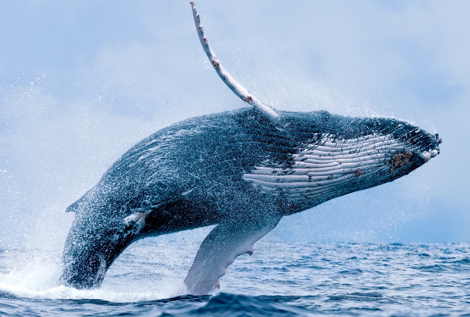 Market Outlook: Crypto Whale Tales and China's Blockchain Hype