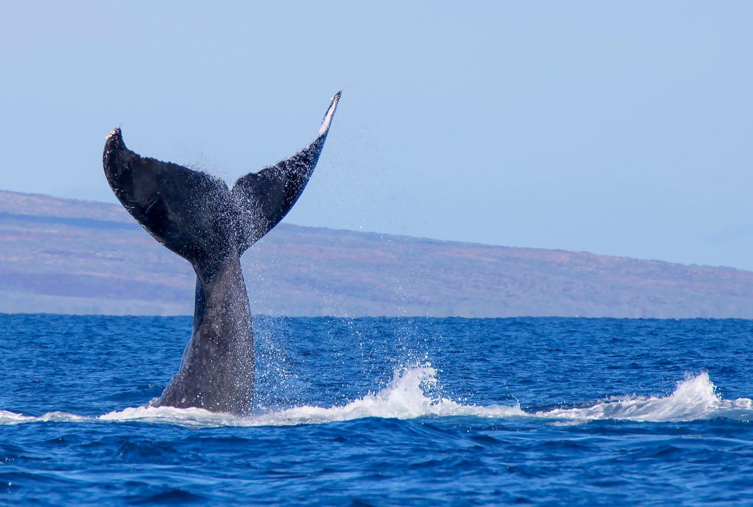 While Markets Move Sideways, Crypto Whale Sightings Increase