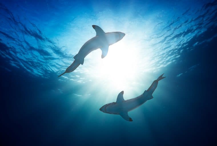 International Crypto Exchange Liquid Develops Perpetual BTC Contracts With Up to 100x Leverage