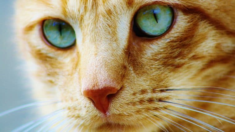 Viabtc Founder Reveals BCH Fork Idea Called Bitcoin Cat