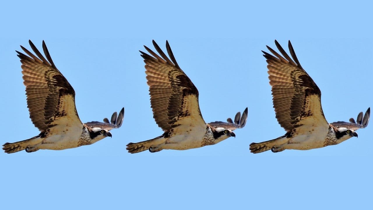 Osprey Polkadot Trust Arrives as Institutional Interest in Altcoins Swells