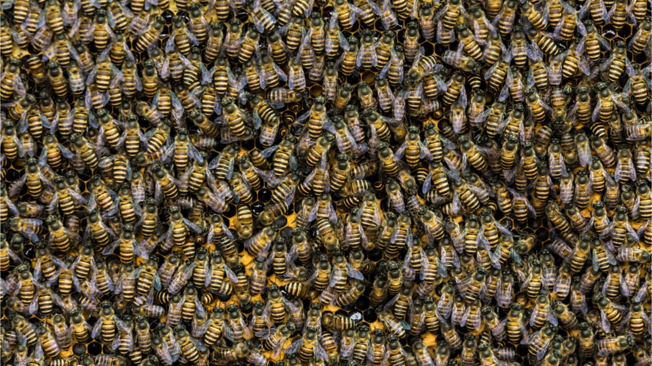 Report: Filecoin and Chia Believers in China Are Converting to Ethereum Swarm Disciples