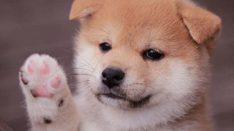 248% Weekly Gains — Baby Doge Coin Continues to Rally While Most Crypto Asset Markets Slump