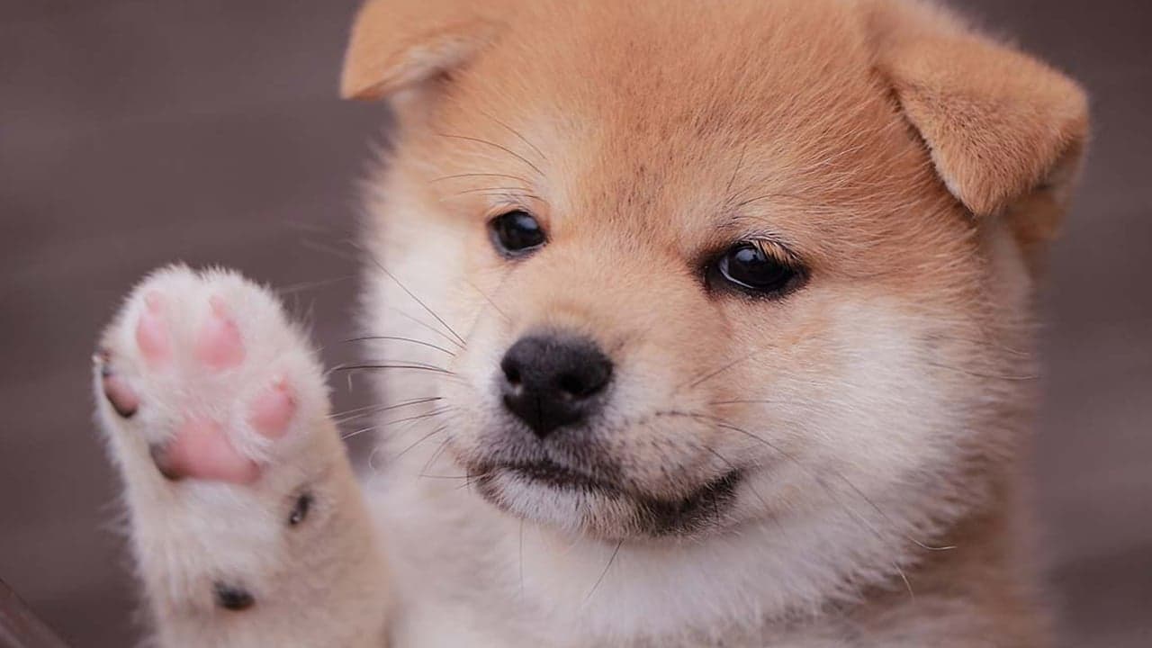 248% Weekly Gains — Baby Doge Coin Continues to Rally While Most Crypto Asset Markets Slump